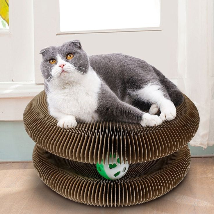 Cat Ball Toy